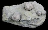 Blastoid (Pentremites) Fossils - Illinois #36022-1
